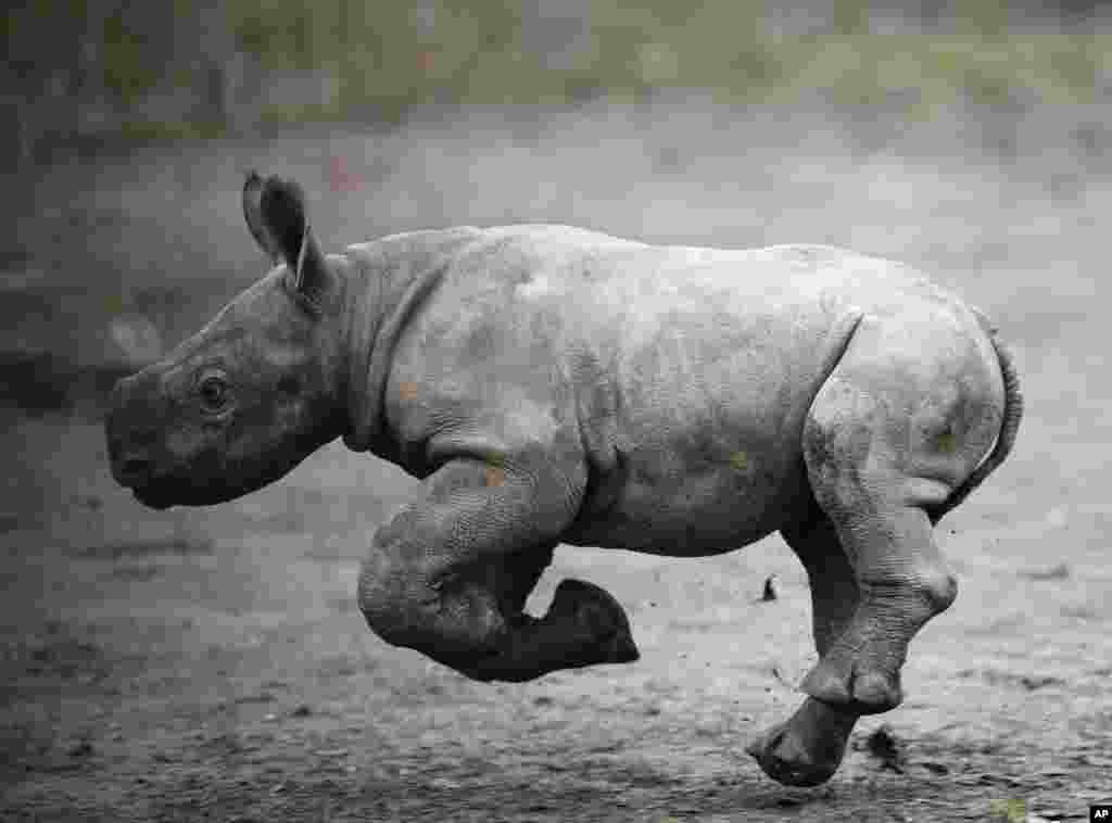 A newly born black rhino runs in its enclosure at the zoo in Dvur Kralove, Czech Republic.