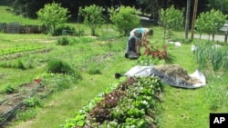 En 2008, había alrededor de ocho millones de jardines de alimentos “milenarios”, pero esa cifra subió a 13 millones en 2013.