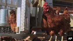 Huíla vai produzir vacinas para aves