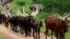 Adamawa: Tashin Hankali Tsakanin Fulani Makiyaya Da ‘Yan Yankin Kwateh 