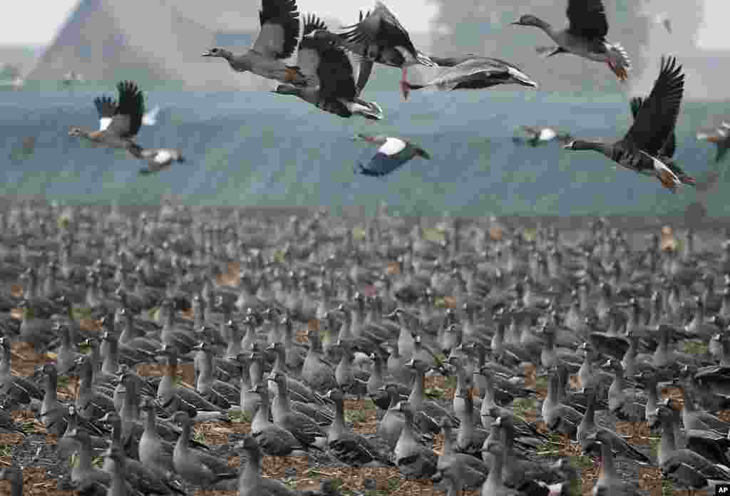 Wild Geese look for a place to land on a crowded farm field in Xanten, Germany. The wild geese flew over from Siberia to stay over winter time in the lower Rhine area with it's warmer continental climate.