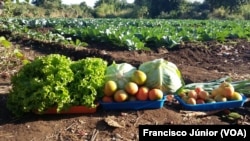 Campo agrícola, Tete, Moçambique